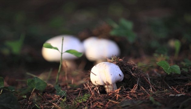 Prémices d'automne